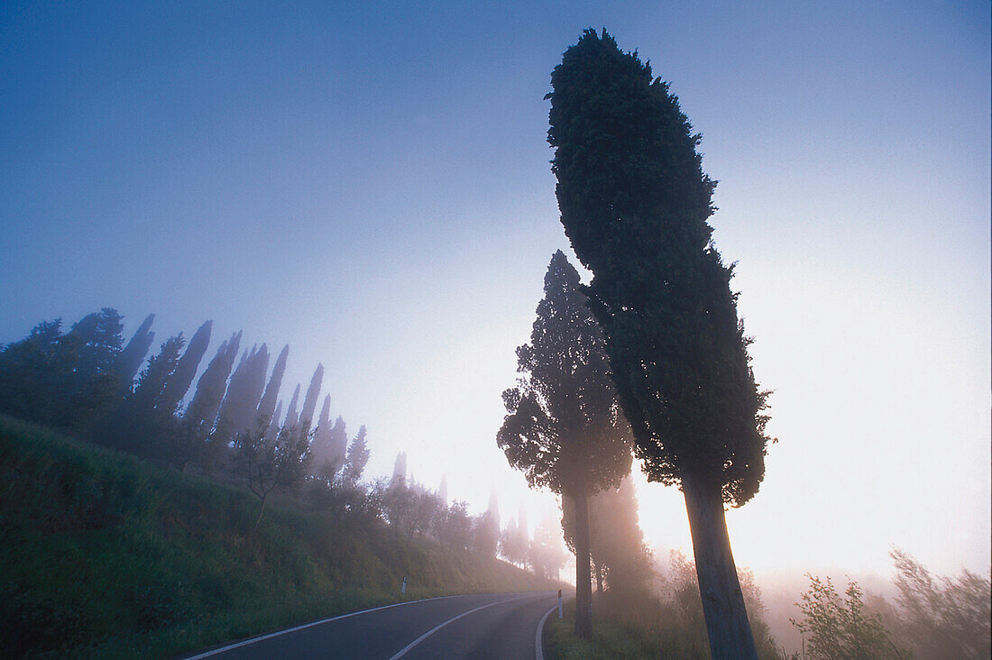Zypressen an einer Landstrasse bei Sonnenaufgang, Toskana, Italien