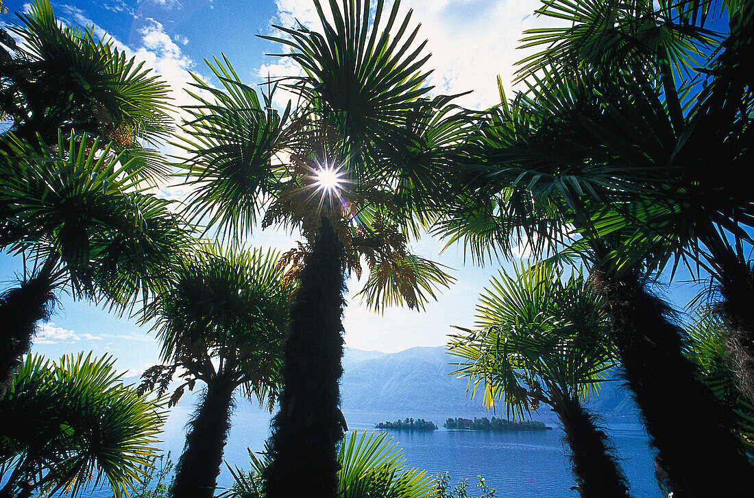 Sunlight shining through palm trees, Lago Maggiore, Ticino, Switzerland