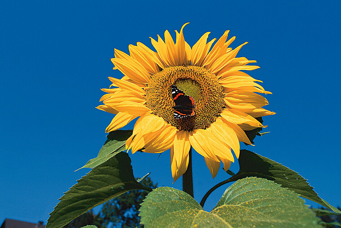 Sunflower with Butterlfy