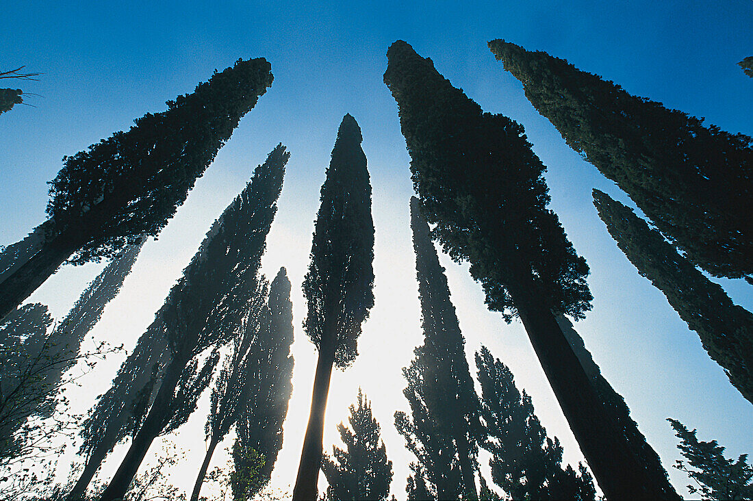 Backlit pines under blue sky, Tuscany, Italy