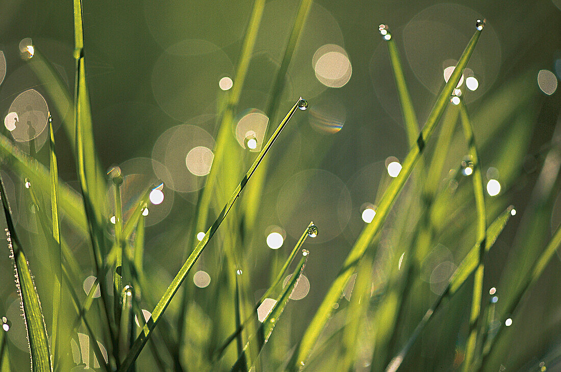 Blades of grass with drops of water, dew drops, Nature