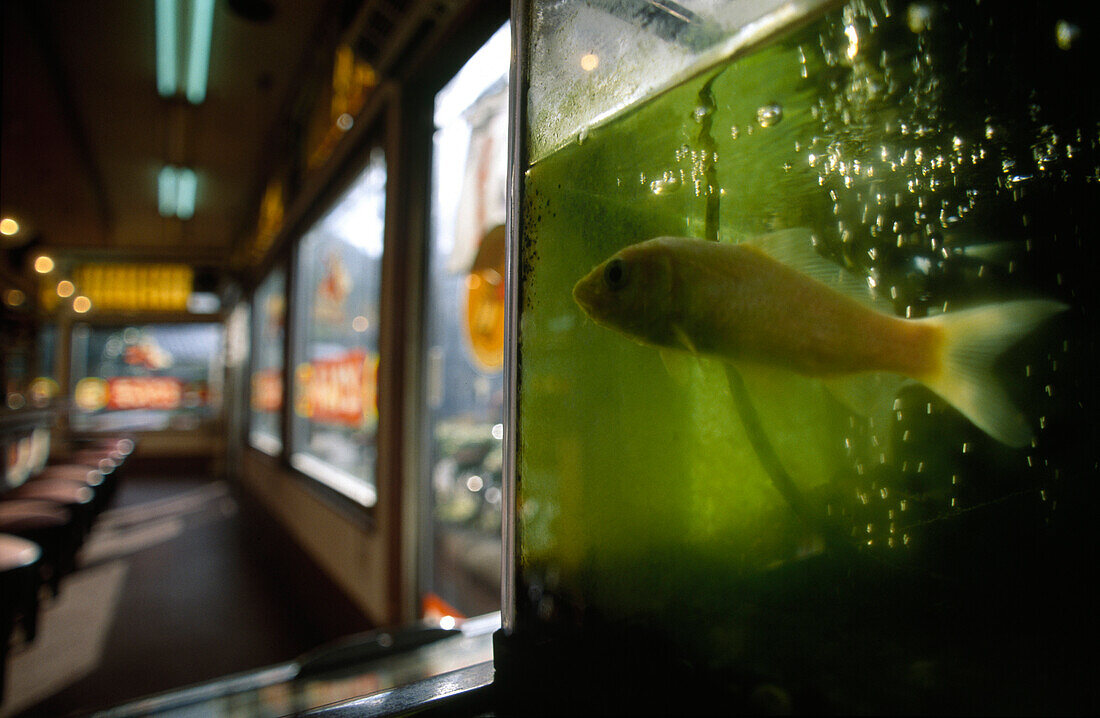 Goldfish in aquarium, Restaurant near Toyooka, Honshu, North Coast, Japan