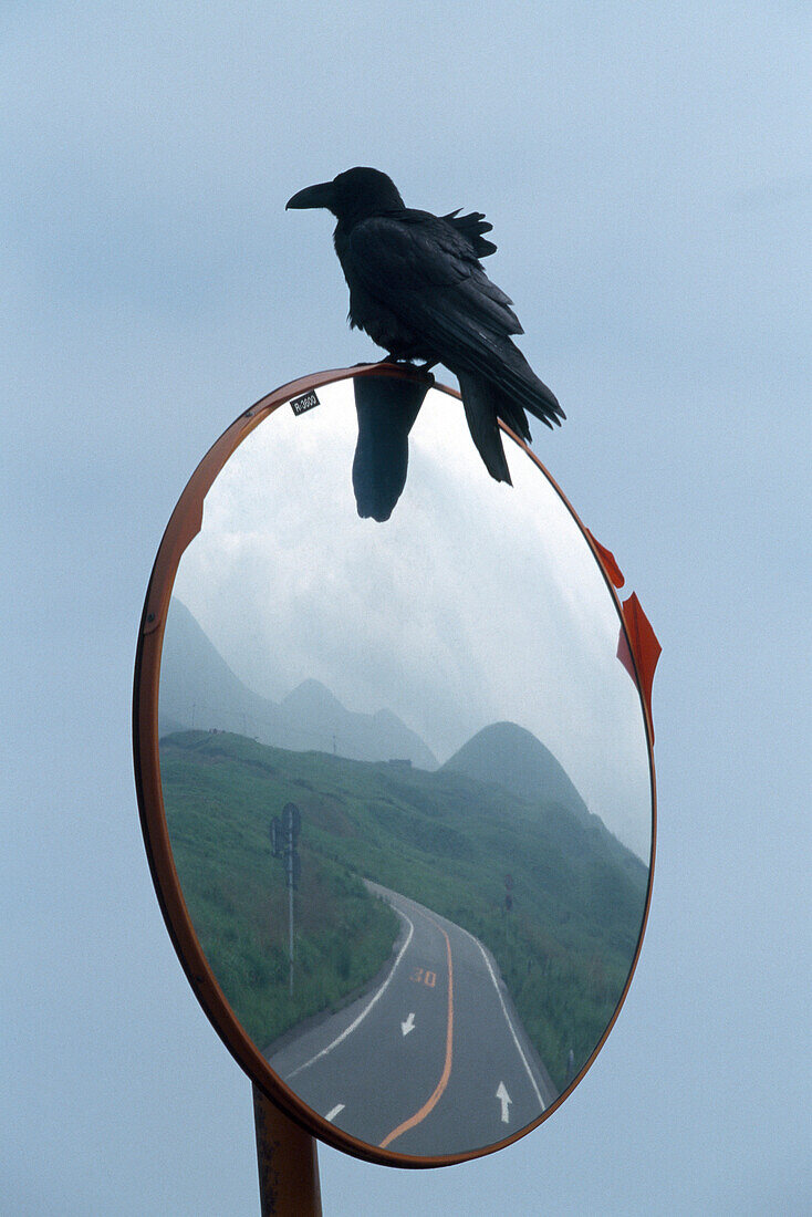 Raven sitting on a mirror at a street