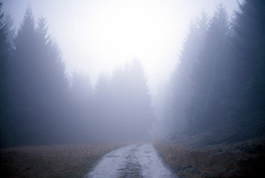 Nadelbäume und ein Weg im Nebel, Teutoburger Wald, Nordrhein-Westfalen, Deutschland