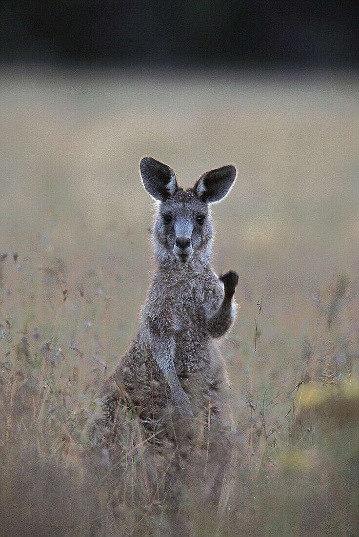 Graues Riesenkänguruh, Kosciuszko Natl. Park New South Wales, Australien