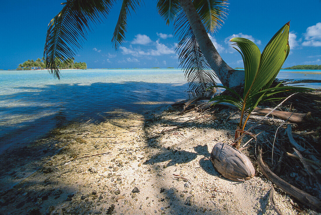 Einsame Insel, Atoll Rangiroa, Tuamotu Archipel, Französisch Polynesien