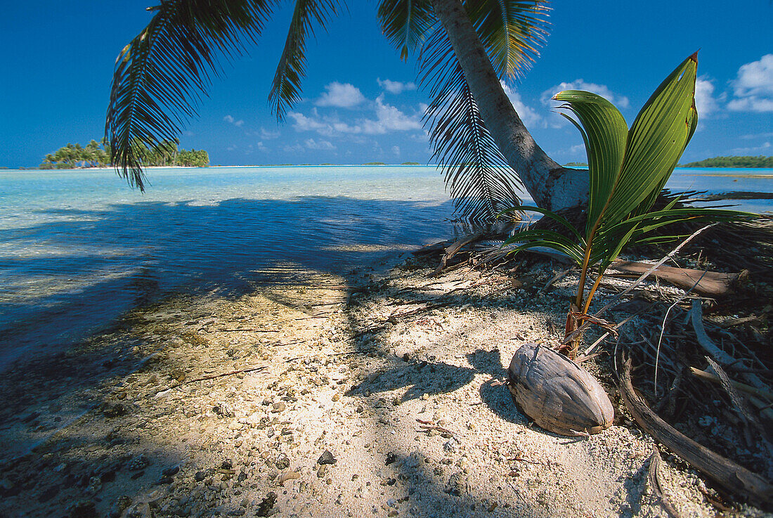 Einsame Insel, Rangiroa Atoll, Tuamotu, French Polynesia