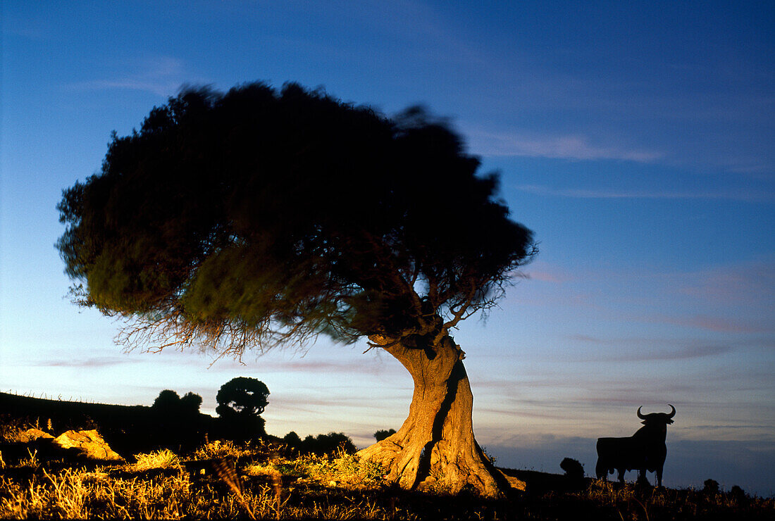 Osborne Stier steht abends neben einem Baum, Andalusien, Spanien