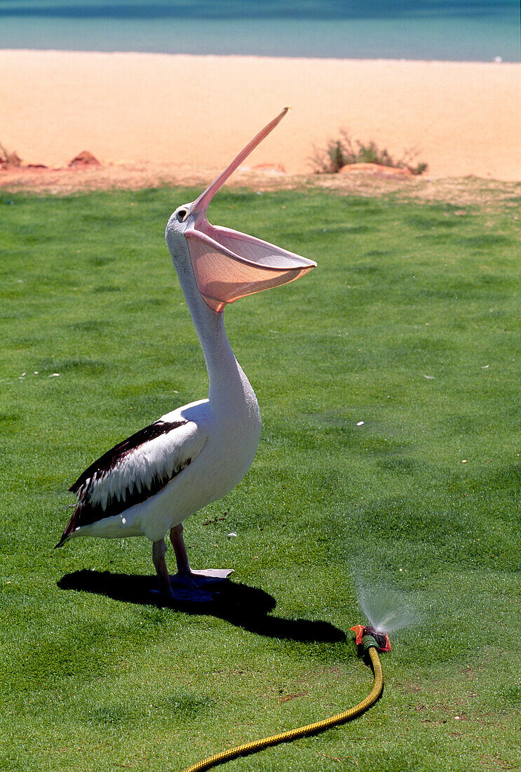 Pelican standing next to a lawn sprinkler, Shark Bay, Western Australia, Australia