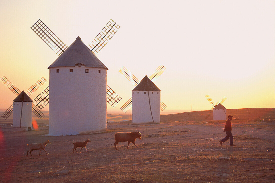 Farmer with animals, windmills, La Mancha, Spain