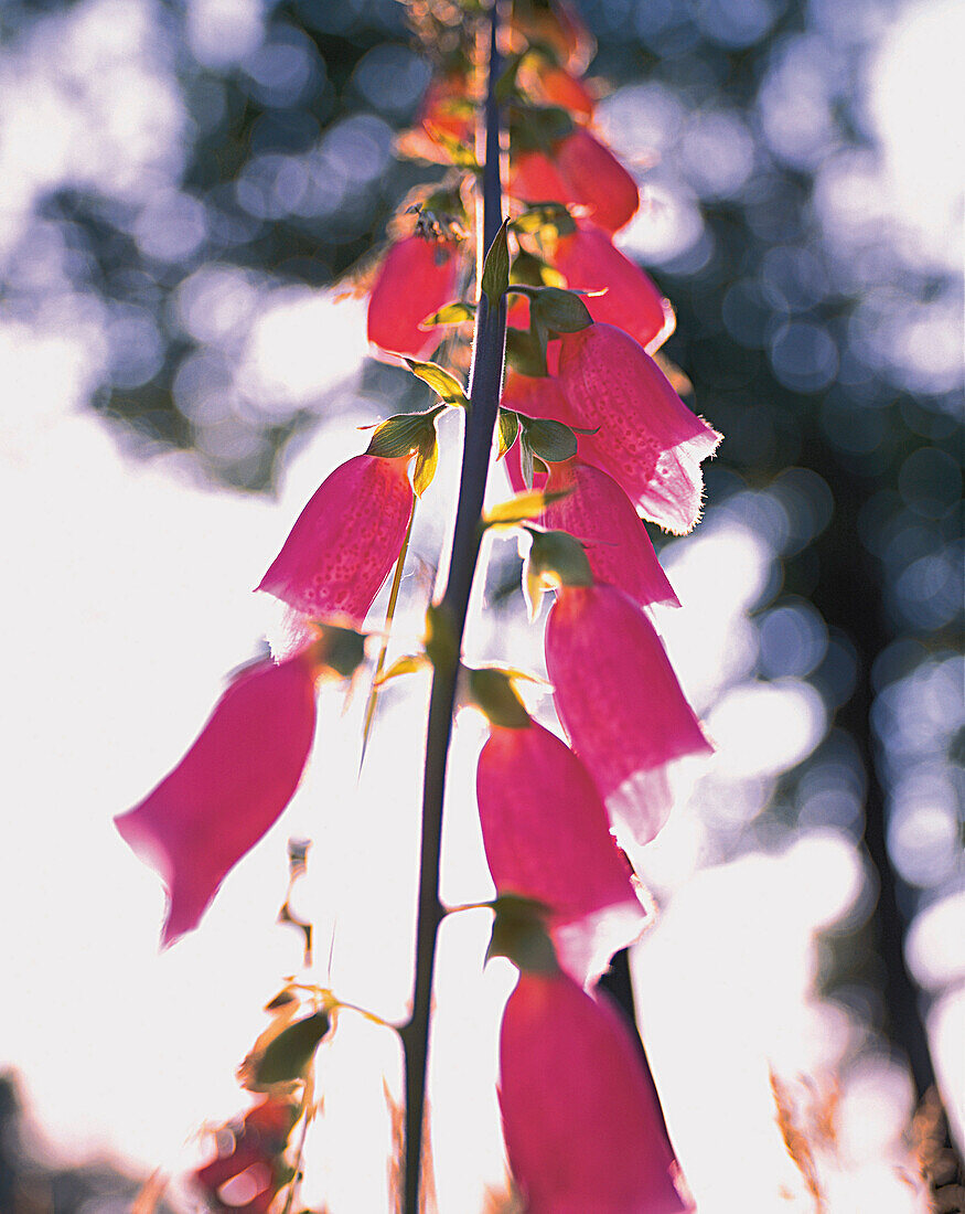 Wilde Glockenblume, Askersund, Schweden