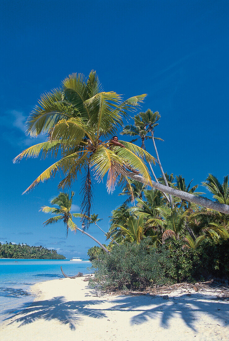 Sandstrand mit Palmen, Mann auf einer Palme, Aitutaki Lagune, Cookinseln, Südsee