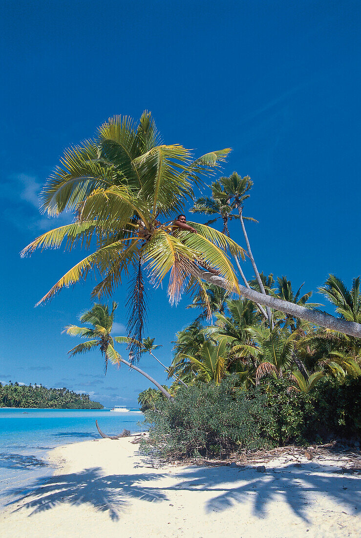 Sandy beach with palm trees, Man in a palm tree, Aitutaki Lagune, Cook Islands, South Pacific