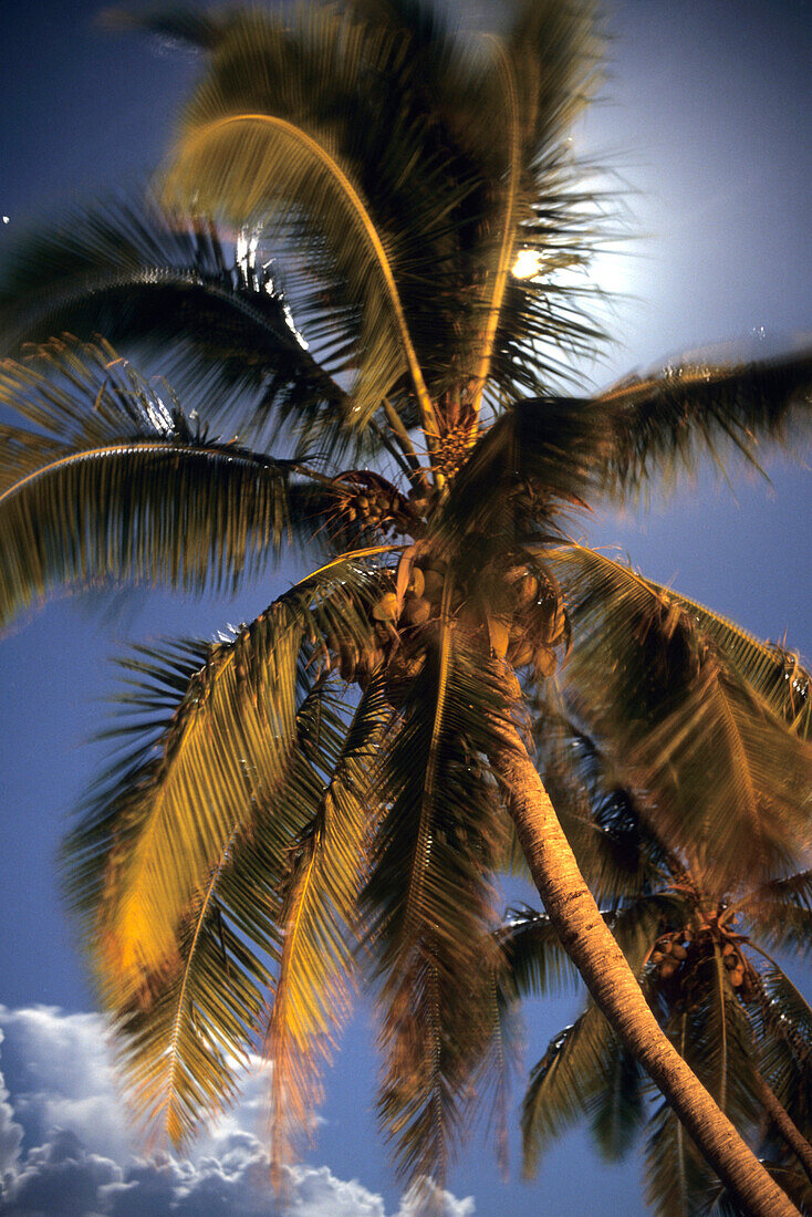 Palm tree, Fiji Islands, Pacific