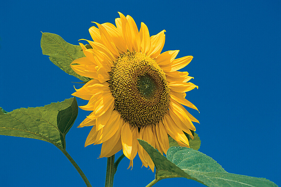 Close up of a sunflower in full bloom