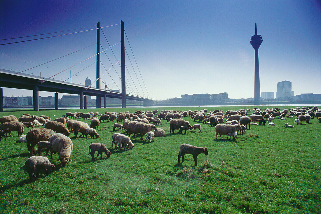 Schafherde auf Rheinwiese, Düsseldorf, Nordrhein-Westfalen, Deutschland