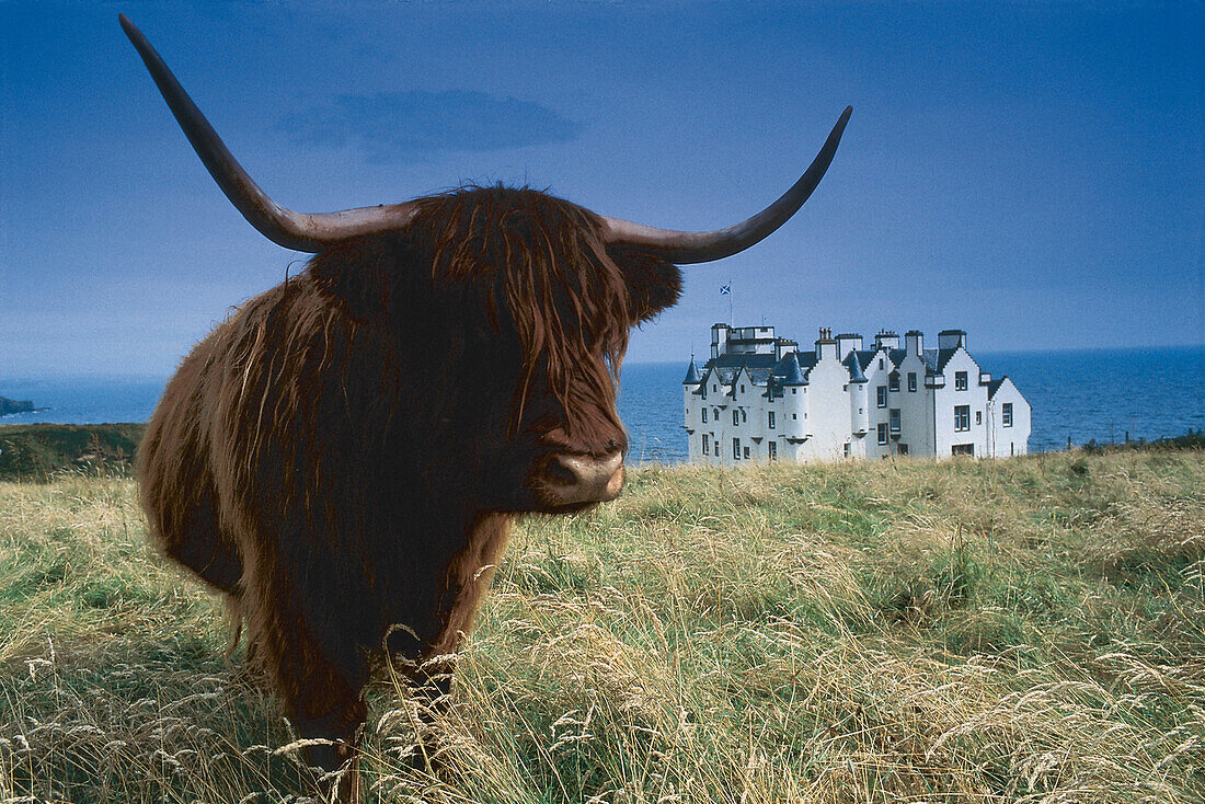 Highlandrind, Rind vor Schloß, Dunbeath Castle, Caithness, Schottland, Großbritannien