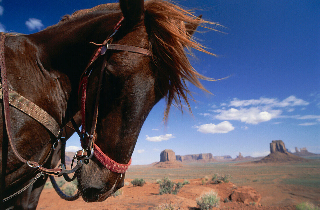 Pferd im Monument Valley, Arizona, USA