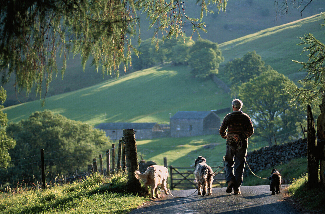 Mann mit Hunden, Lake District, Cumbria, England, Großbritannien