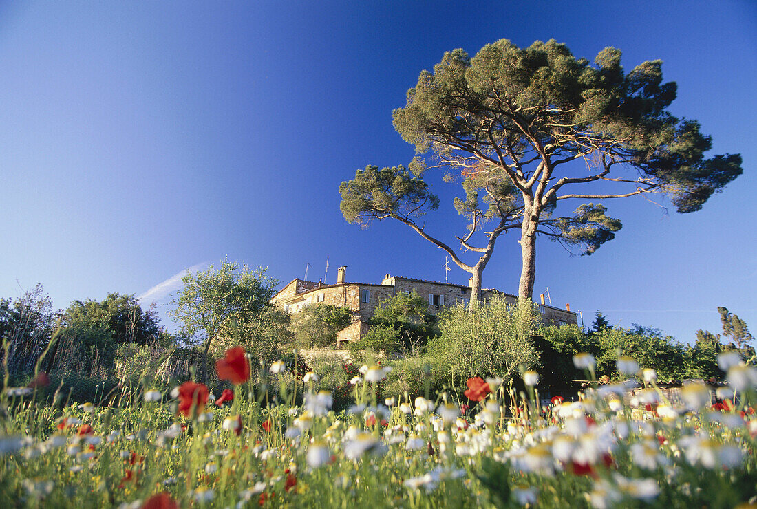 Landschaft bei Murlo mit Blumenwiese, Toskana, Italien