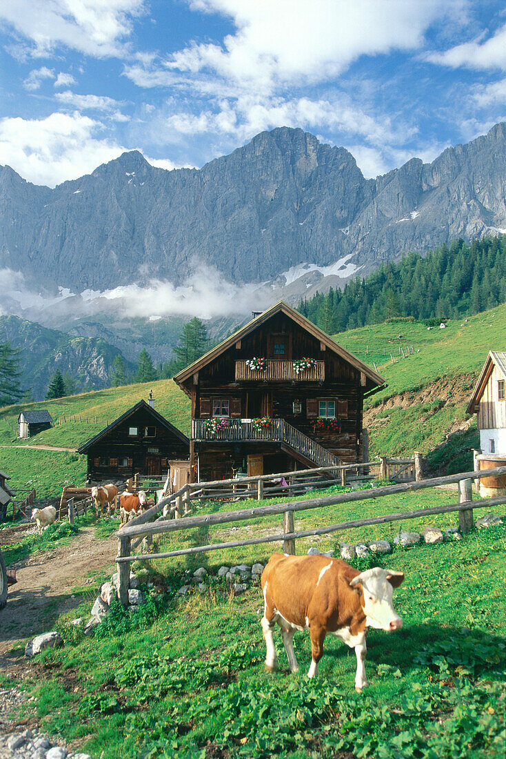 Cows in front of Schlitzenalm, Dachsteingebiet, near Salzburg, Austria