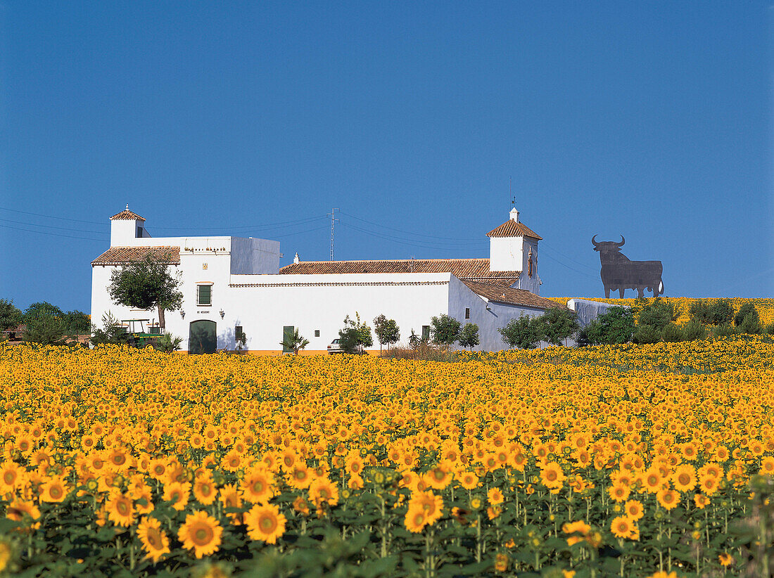 Bauernhaus mit Sonnenblumen-Feld, Osborne Stier, inoffizielles nationales Symbol für Spanien, Wahrzeichen der Öffentlichkeit seit 1994, Provinz Huelva, Andalusien, Spanien