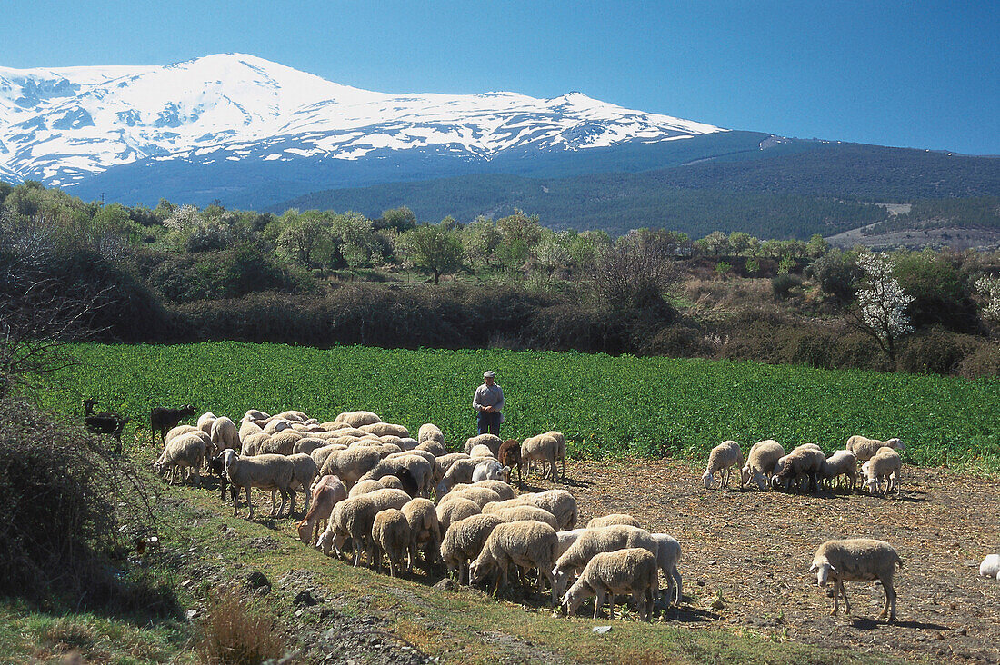 Schafherde, Sierra Nevada, Spanien