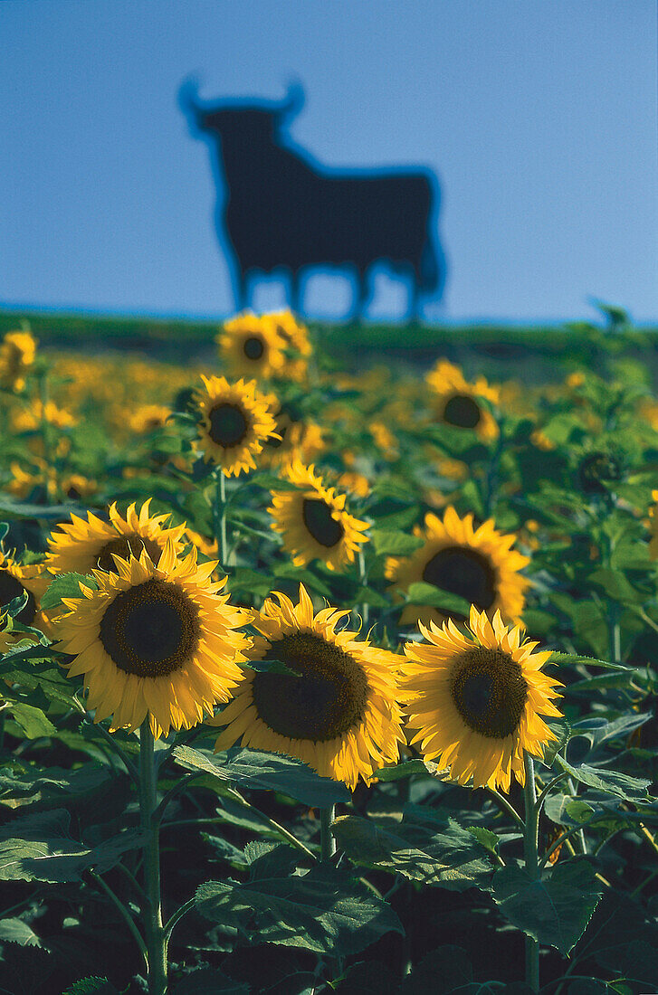 Osborne Stier mit Sonnenblumen, Andalusien, Spanien