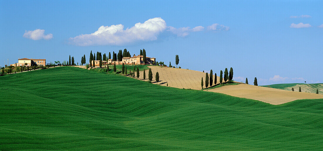 Landschaft mit Zypressen und Bauernhaus, Kreta, südlich von Siena, Toskana, Italien