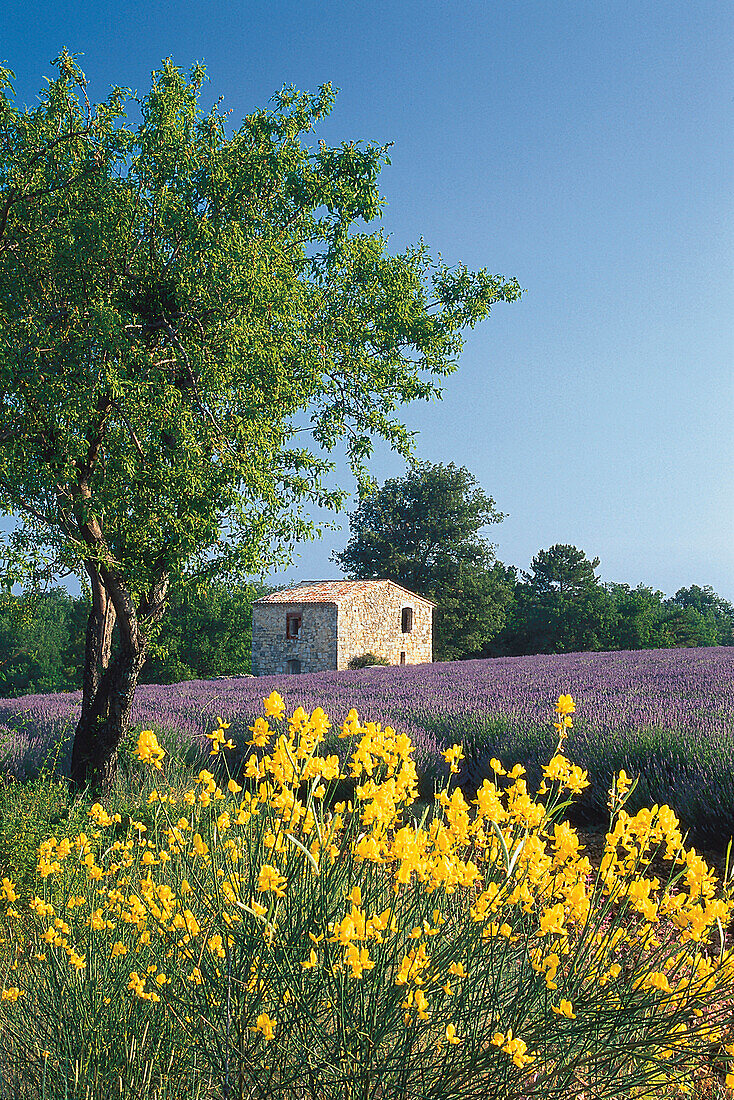 Broom, lavender field and house in the sunlight, Alpes de Haute Provence, Provence, France, Europe