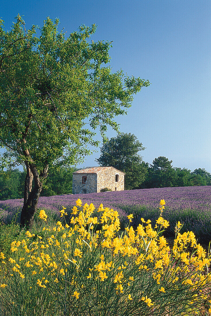 Ginster und Lavendelfeld mit Haus im Sonnenlicht, Alpes-de-Haute-Provence, Provence, Frankreich, Europa