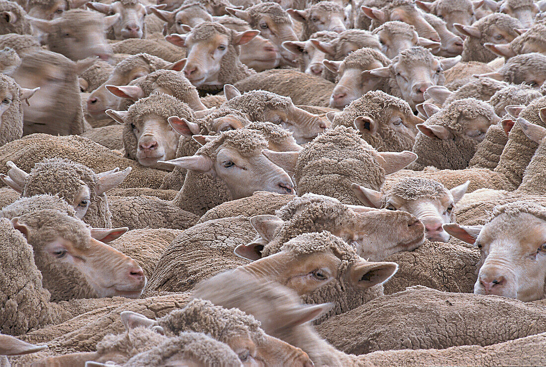 Flock of sheep, Bendigo, Victoria, Australia
