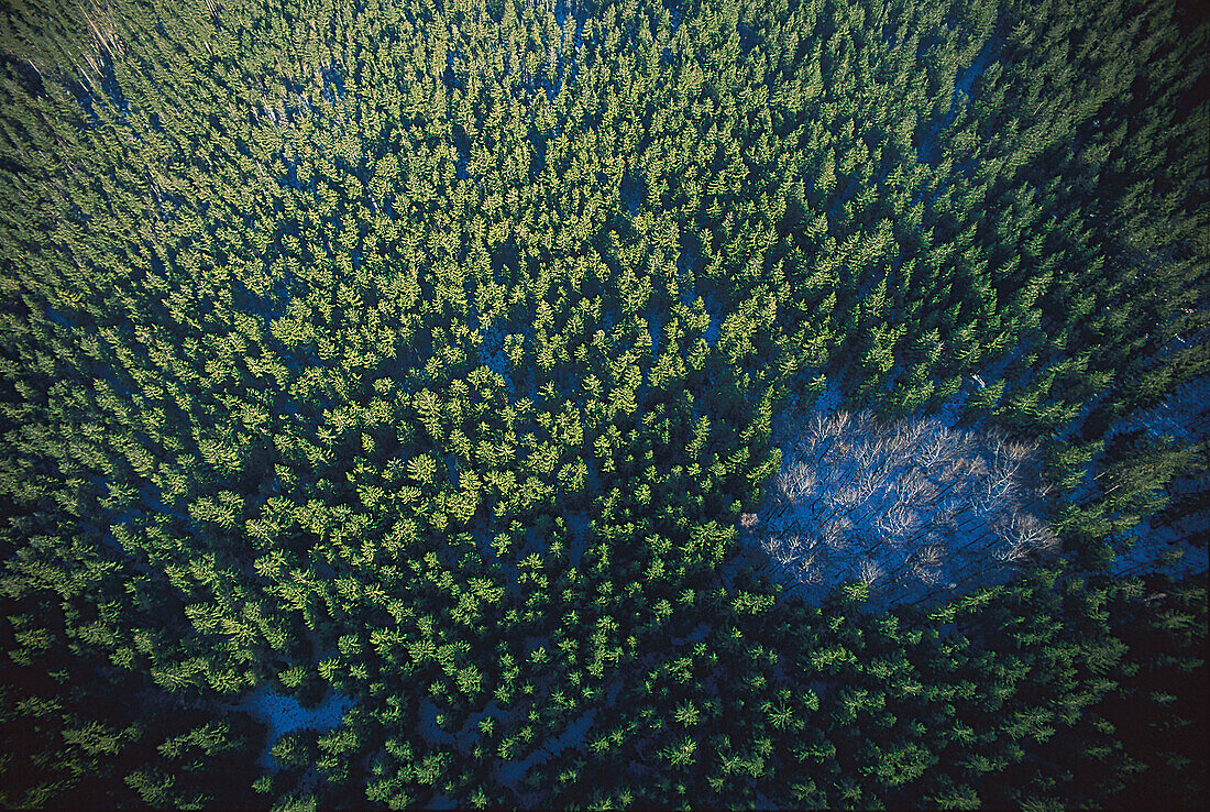 Luftaufnahme von Wald, Deutschland