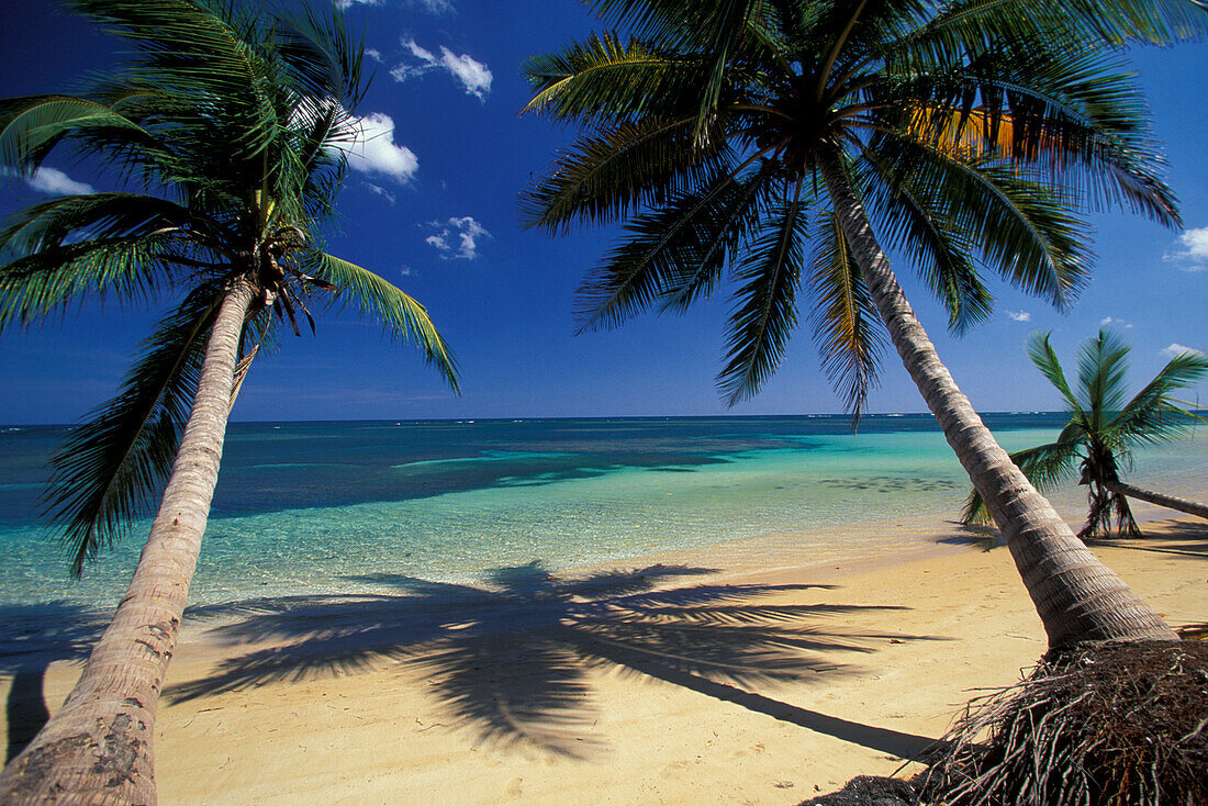 Sandstrand mit Kokospalmen, Dominikanische Republik, Karibik