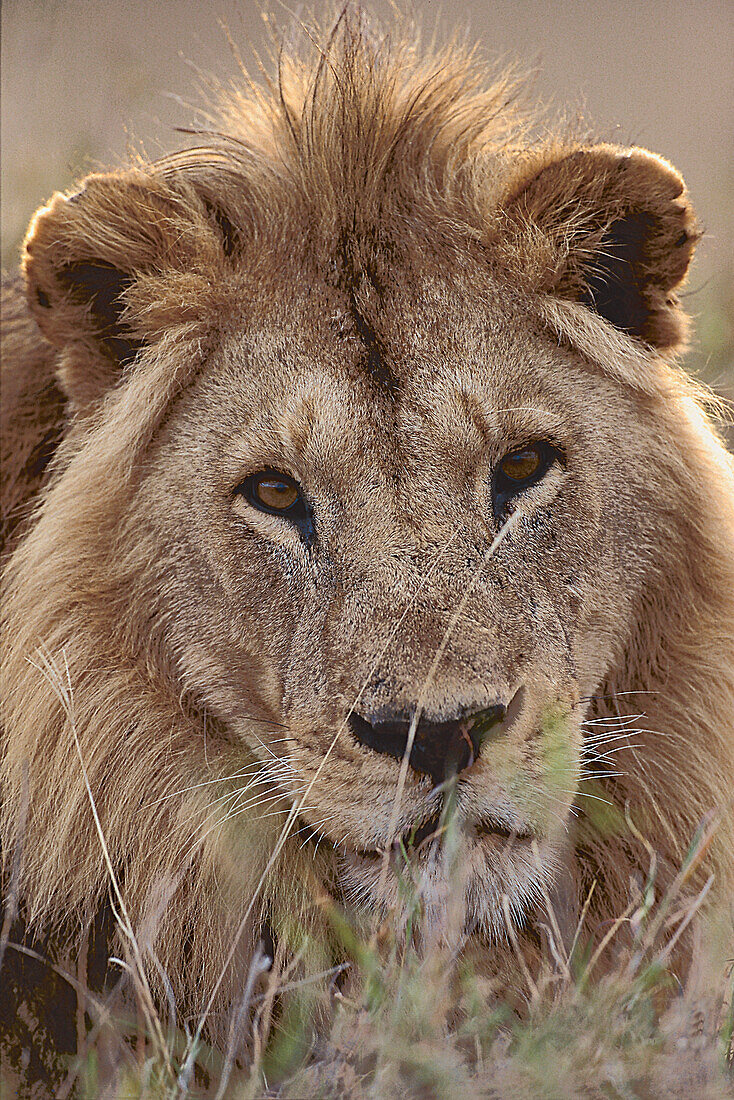 Nahaufnahme von einem Löwe, Säugetier, Wildtier, Afrika