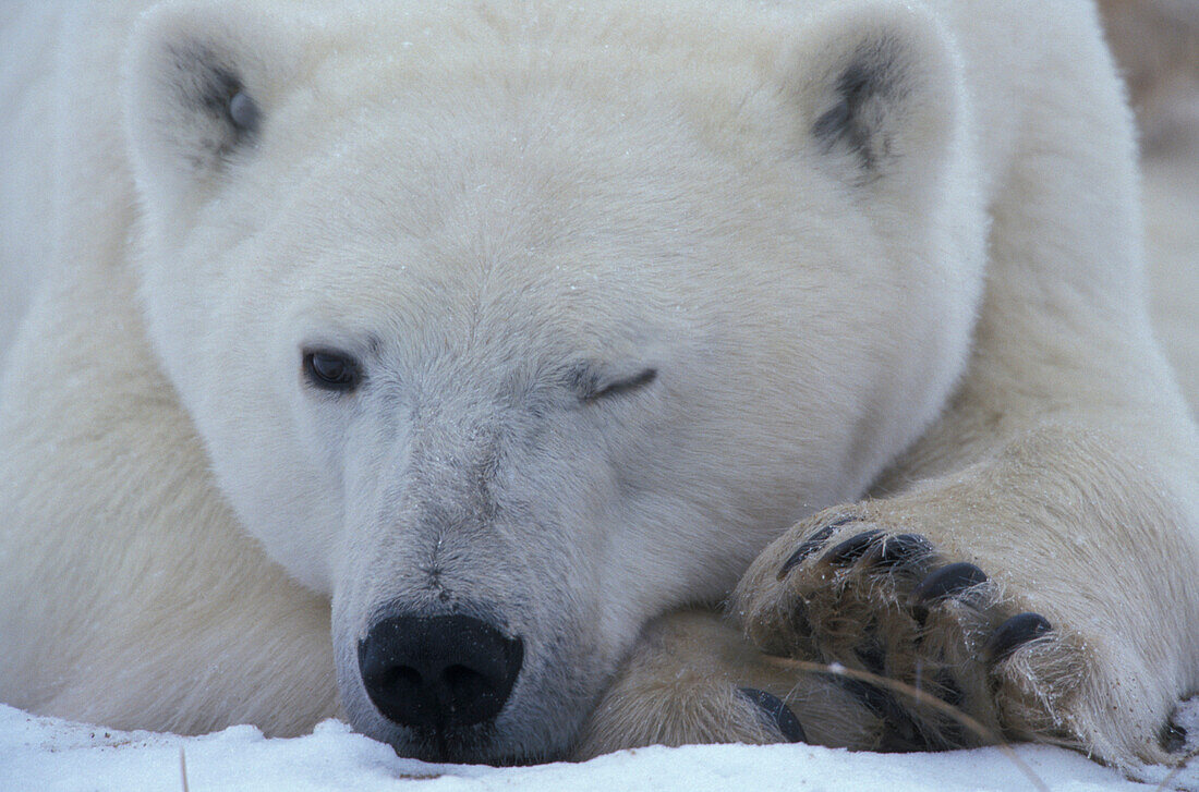Polar bear, Ursus maritimus, Hudson Bay, Canada, North America, America