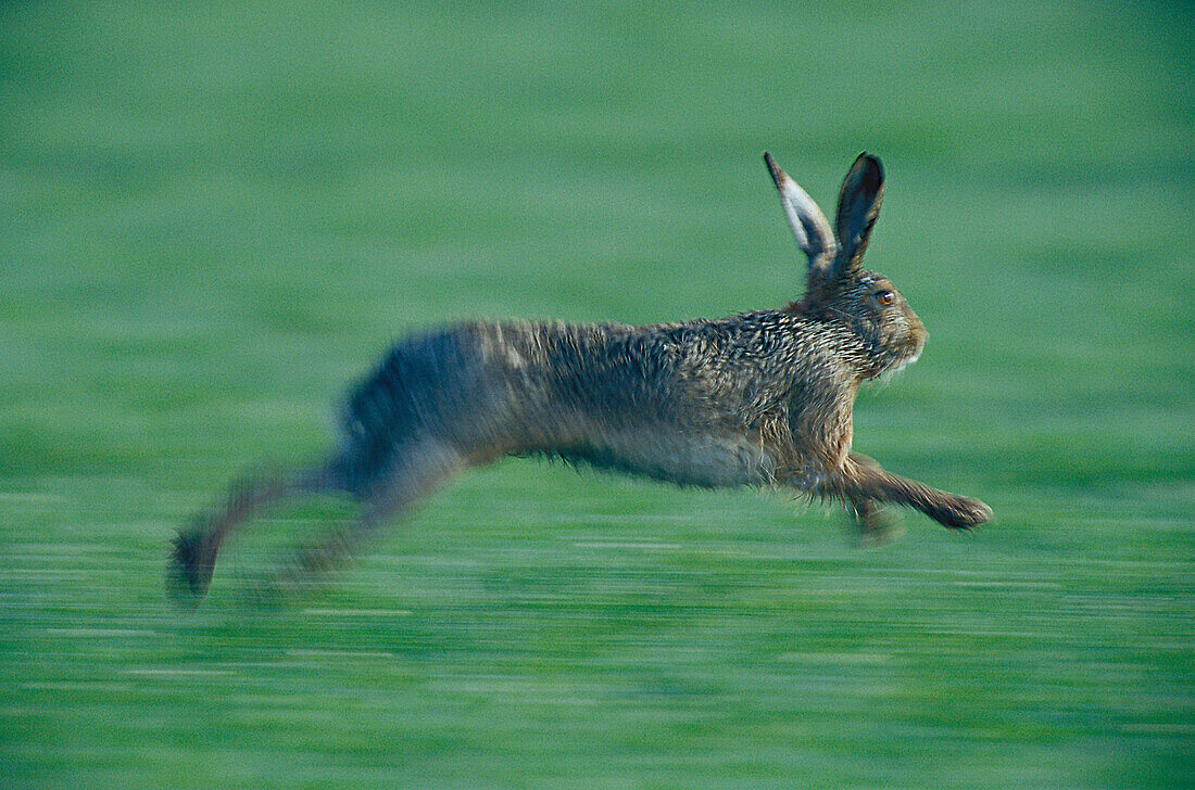 Hase auf der Flucht, -