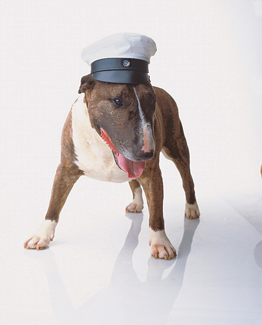 Pit Bull-Terrier mit Kappe