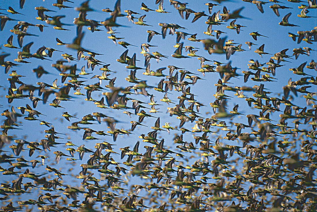 Flock of parrots, Western Australia, Australia