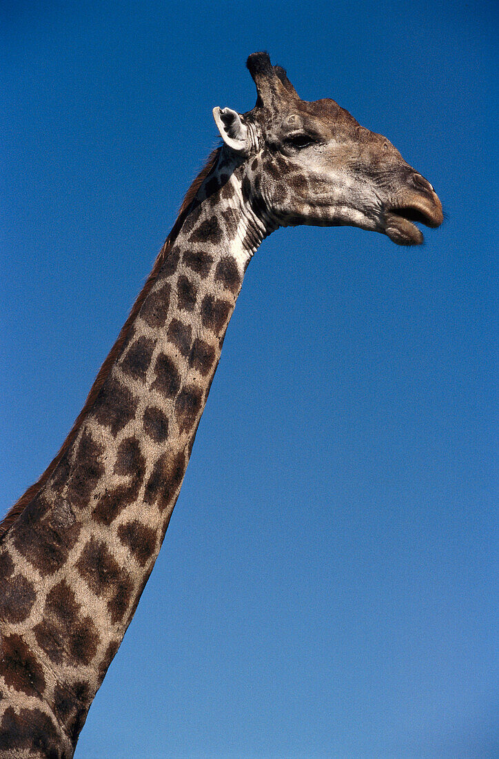 Masai giraffe, Kruger National Park South Africa