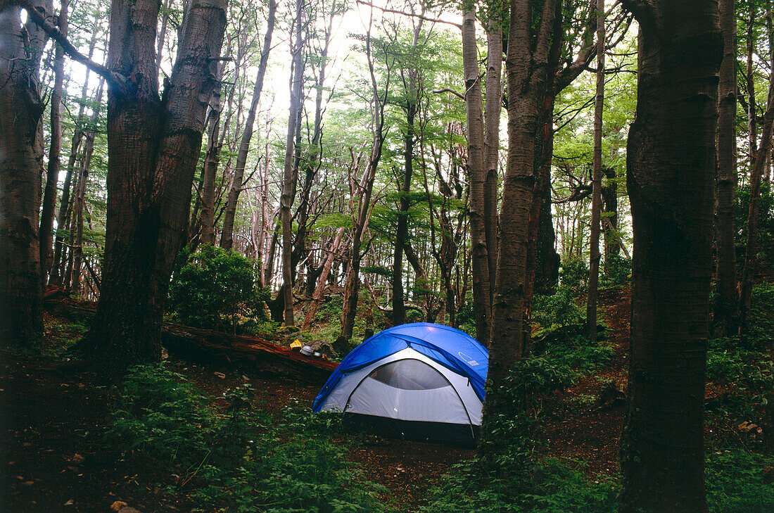Einsames Zelt in einem schattigen Wald, Torres del Paine Nationalpark, Patagonien, Chile