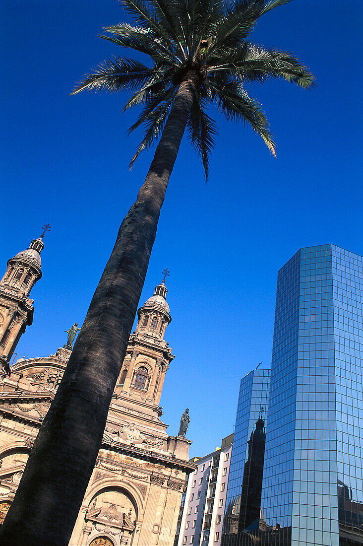 Palm tree in front of the cathedral and an office building, Plaza de Armas, Santiago, Chile