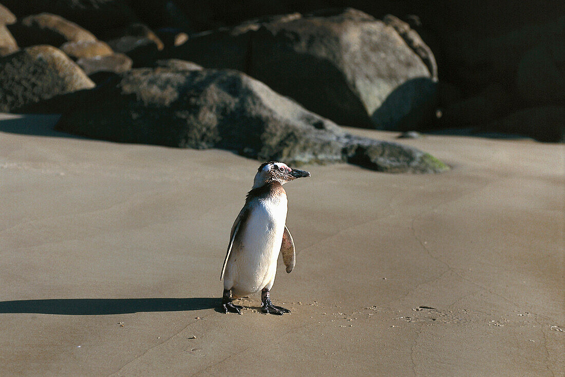 Penguin, Ilha Grande, Costa Verde Brazil