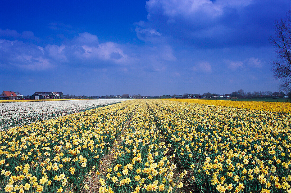 Fields of daffodils, Callantsoog, North Holland, Netherlands