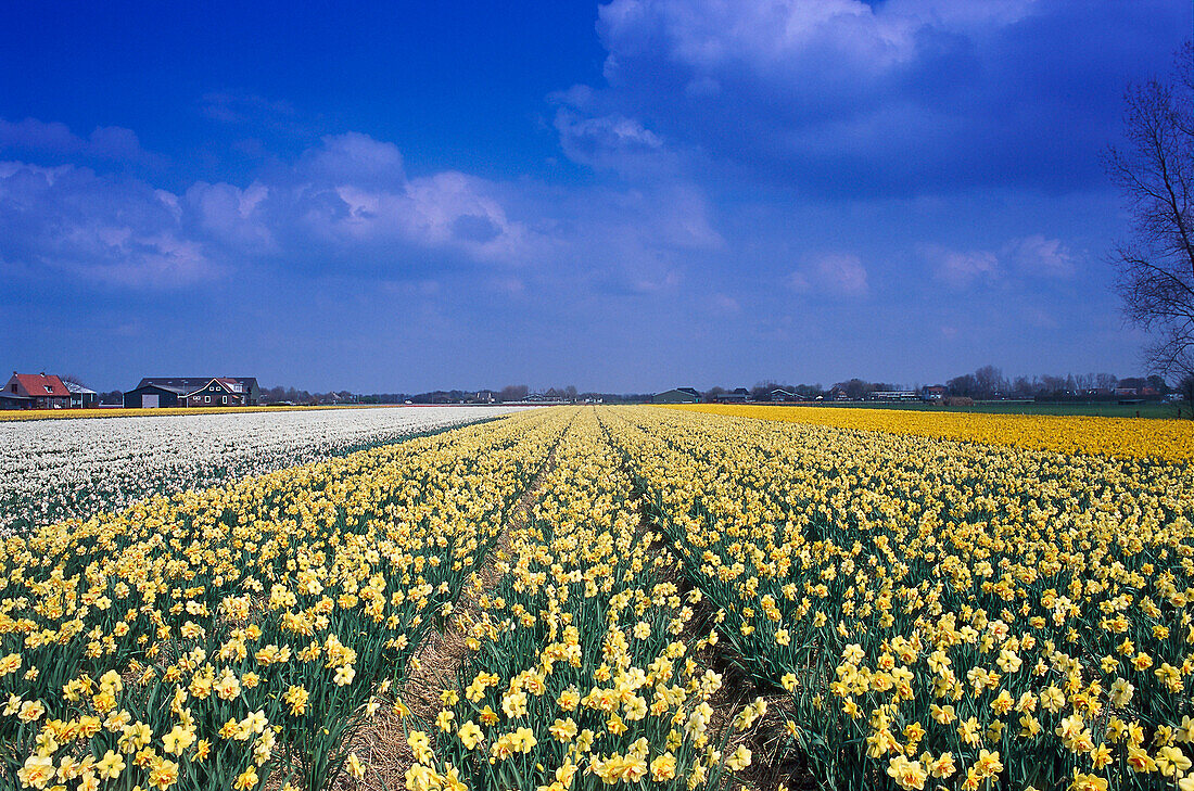 Narzissenfeld, Callantsoog, Nord Holland, Niederlande