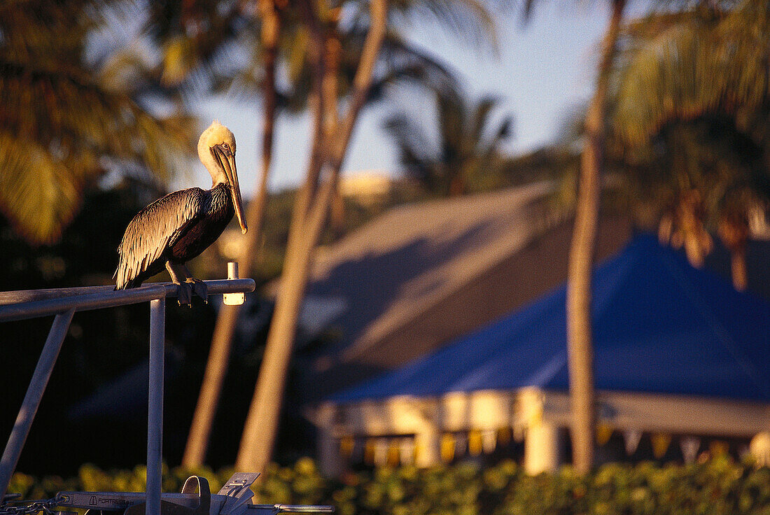 Pelican, Pineapple Beach St.Thomas, Caribbean