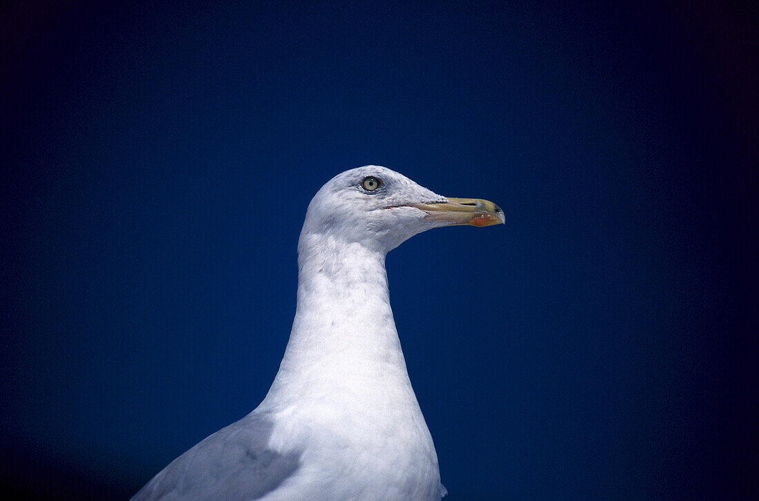 Market Square gull, Helsinki Finland