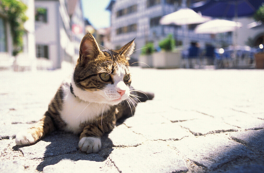 Cat lying in the sun, Arbon, Lake of Constance, Switzerland, Europe