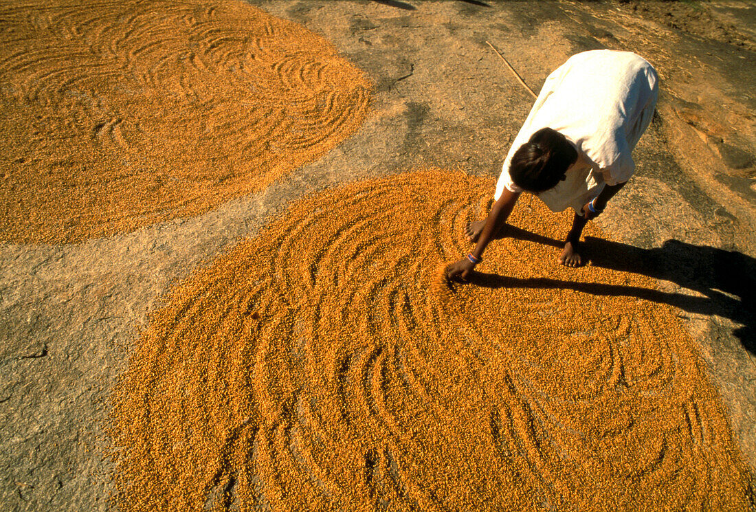 Frau lässt Mais in der Sonne trocknen, Bihar, Ranchi, India, Asia