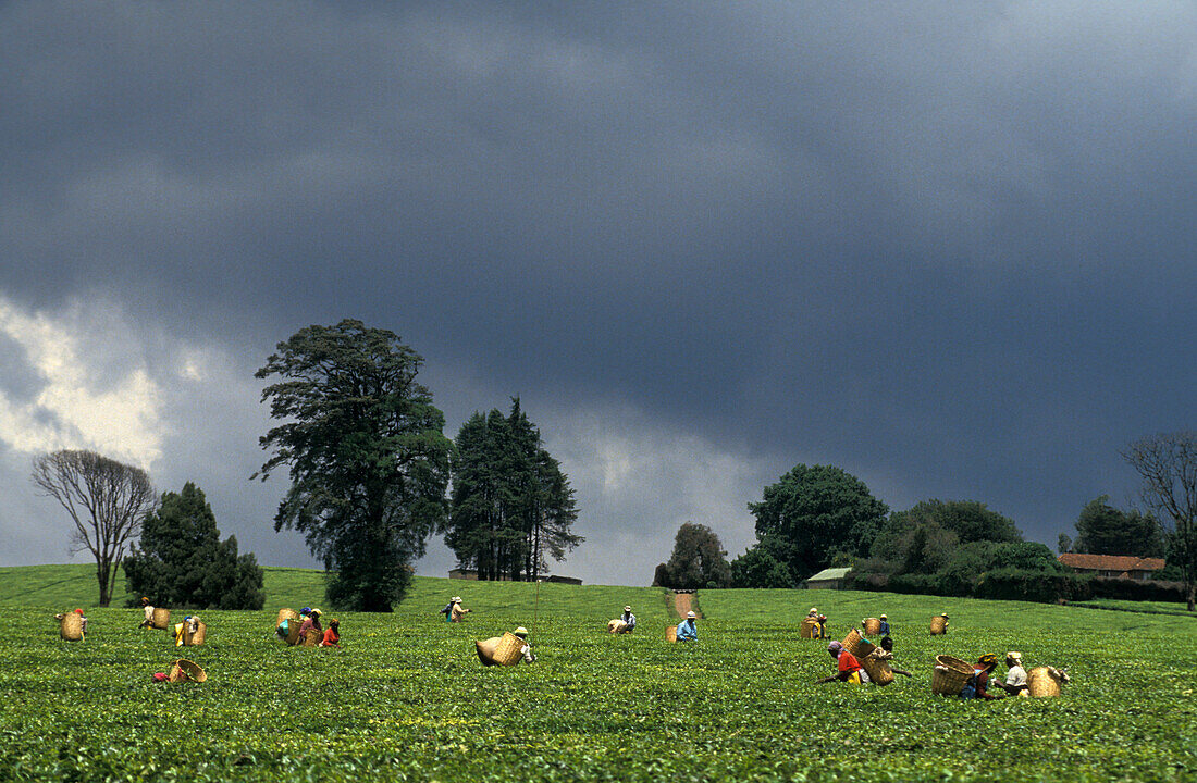 Leute bei der Ernte, Teepflücker, Limuru in der Nähe von Nairobi, Kenya, Afrika